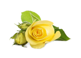 Naklejka premium Beautiful fresh yellow roses with leaves isolated on white
