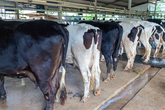 Cows in the farm,Thailand,selective focus.