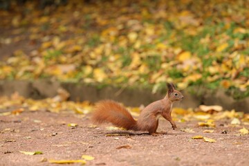 Naklejka na ściany i meble Cute red squirrel on paved road in autumn park, space for text