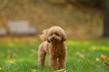 Cute Maltipoo dog on green grass in autumn park