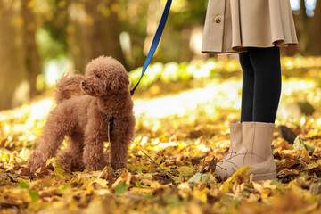 Girl with cute Maltipoo dog on leash walking in autumn park, closeup