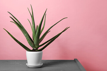 Green aloe vera in pot on grey wooden table against pink background, space for text