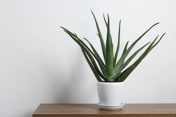 Green aloe vera in pot on wooden table near white wall, space for text
