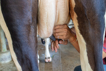 Farmer milking a cow in a farm, close-up