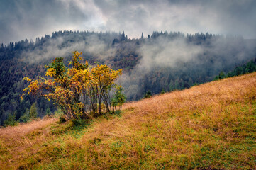 Lush aspen bush on foggy mountain hill. Dramatic autumn view of Carpathian mountains, Ukraine,...