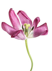 pink tulip flower on white background.