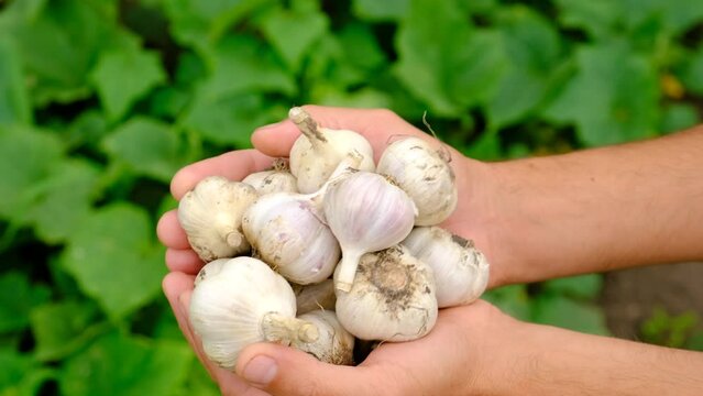 A man farmer harvests garlic in his garden. Selective focus.