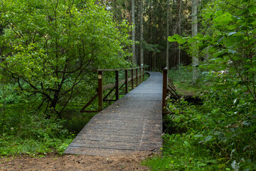 ścieżka przez las