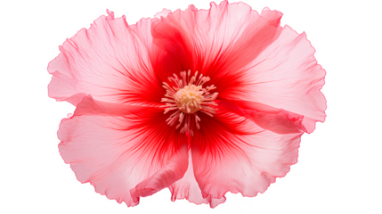 An opened-out red poppy flower in full bloom isolated on a transparent background, Generative AI