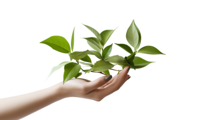 The person holding a green-leafed plant isolated on a white background, Generative AI