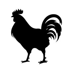 rooster isolated on white