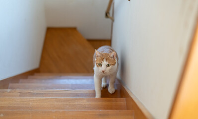 階段を上る猫　茶トラ白