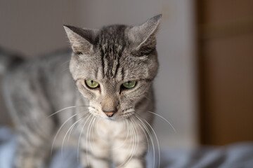 Obraz premium 見つめる猫 サバトラ猫