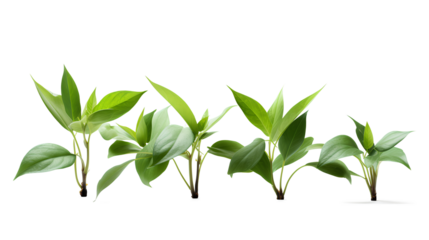 Four lush green-leafed plants isolated on a transparent background, Generative AI