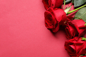Beautiful roses on red background, above view. Space for text