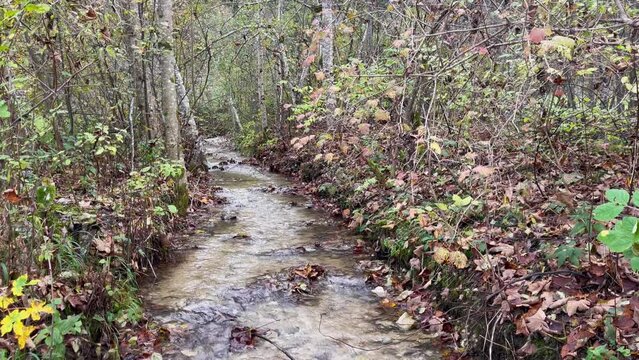 Crystal clear water creek going down through forest in autumn