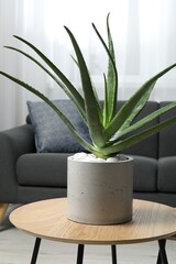 Beautiful potted aloe vera plant on table in room