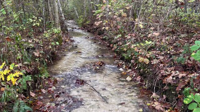 Transparent water stream going down through woodland during fall season