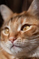 Macro portrait of a ginger cat. A cat with yellow eyes and orange fur. Photo of a pet.