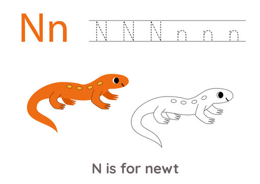 Tracing alphabet letters with cute animals. Color cute newt. Trace letter N.
