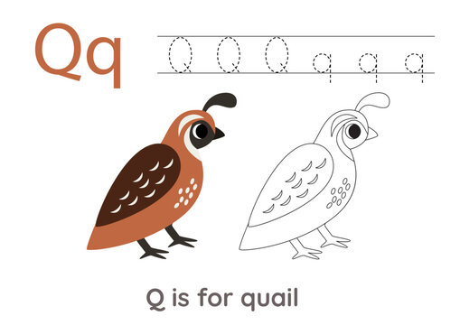 Tracing alphabet letters with cute animals. Color cute quail. Trace letter Q.