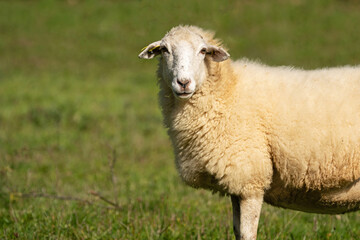 Portrait of a sheep