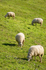 Obraz na płótnie Canvas Sheep grazing in the sun