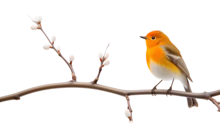 Foto op Aluminium The charm of a small orange bird perched gracefully atop a slender tree branch isolated on a transparent background, Generative AI © MONWARA