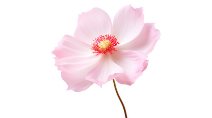 Naklejka na ściany i meble The elegance of a single pink flower isolated on a transparent background, Generative AI