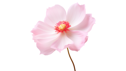 The elegance of a single pink flower isolated on a transparent background, Generative AI
