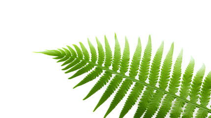The lush beauty of a green fern leaf isolated on a transparent background, Generative AI