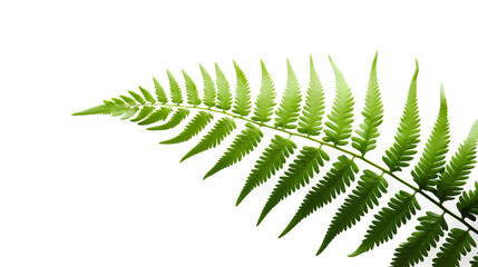 The lush beauty of a green fern leaf isolated on a transparent background, Generative AI