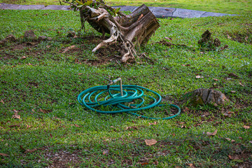 A coil of hose pipe fixed to a tap ready to be used for watering plants and flowers lying on the ground