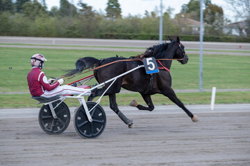 Racing horses trots and rider on a track of stadium. Competitions for trotting horse racing. Horses compete in harness racing. Horse runing at the track with rider.
