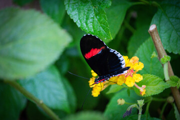 A beautiful black butterfly with red and white spots eating from a yellow plant