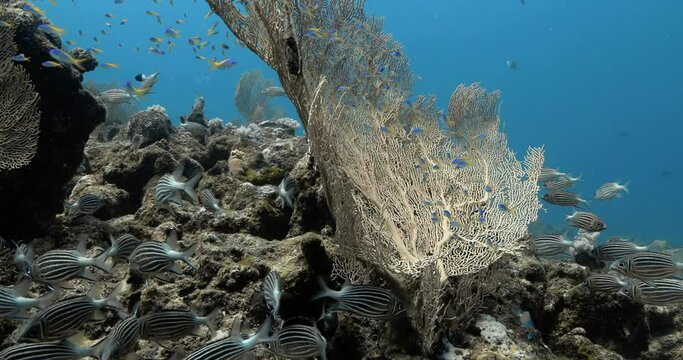 Fish schooling in the depths of the ocean near corals.