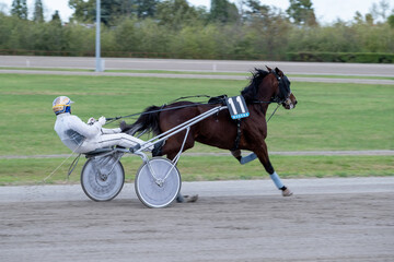 Racing horses trots and rider on a track of stadium. Competitions for trotting horse racing. Horses...