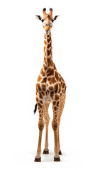 Front view of giraffe animal standing isolated on white background created with Generative AI Technology