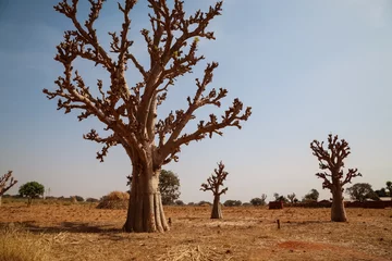 Foto op Canvas Baobab tree in the desert © hitek