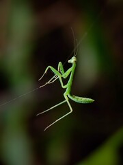 green praying mantis
