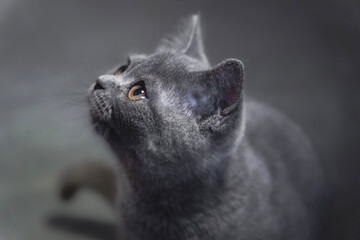 Portrtait of young british shorthair cat