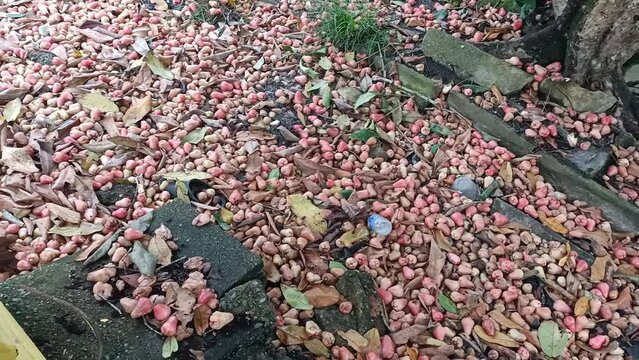 rose apple or wax apple,Java apple,Semarang rose-apple,wax jambu  fruits fall on the ground in the public park. photo taken in malaysia