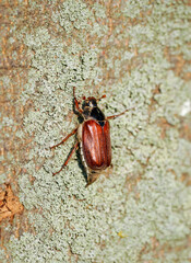 Cockchafer, Melolontha. Insect close-up.	