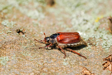 Cockchafer, Melolontha. Insect close-up.	