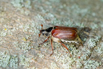 Cockchafer, Melolontha. Insect close-up.	