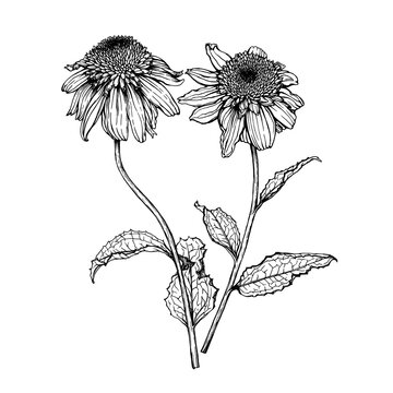 Bouquet with flowers of the echinacea eccentric (hedgehog coneflower, Echinacea purpurea). Black and white outline illustration, hand drawn work isolated on white background.