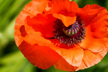 Red flower of poppy. Flowering plant close-up. Papaver.