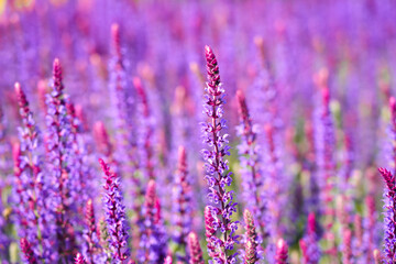 Purple sage flowers. Flowering plants close-up. Salvia.