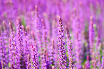 Purple sage flowers. Flowering plants close-up. Salvia.