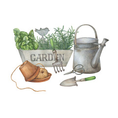 Wooden storage box with culinary herb rosemary and basil plant, vintage garden utensil and watering can. Hand drawn watercolor painting illustration isolated on white background. - 684544148